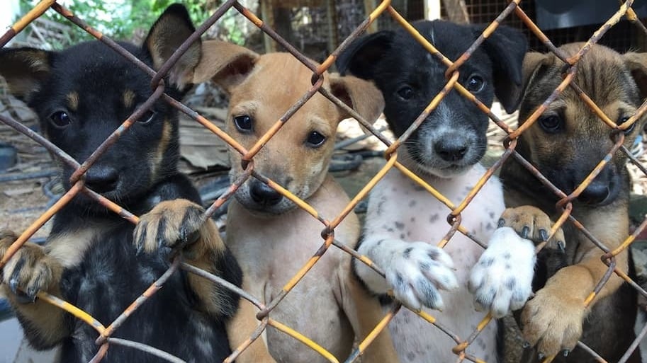 Over 100 Animals Found Living in Abusive Conditions on Her Property, Again
