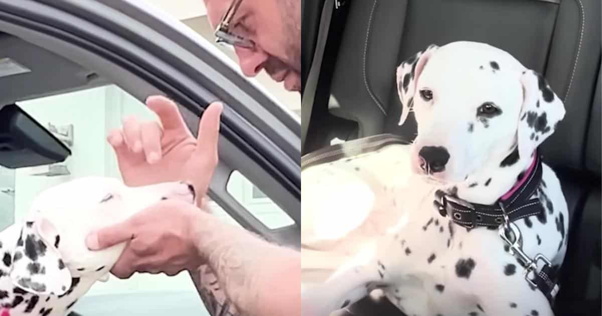 Man Makes Special Trip To Adopt A Dalmatian Terrified Of Men