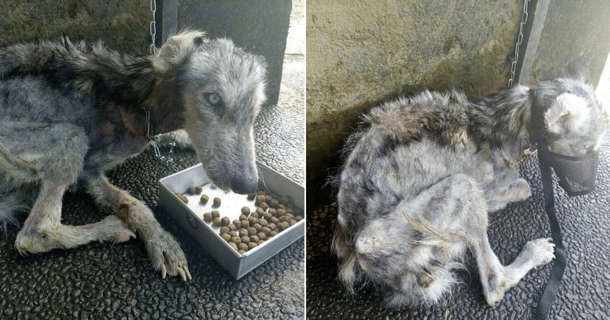 Skeletal Mama Dog Rescued from Brink of Death and Now She’s Unrecognizable