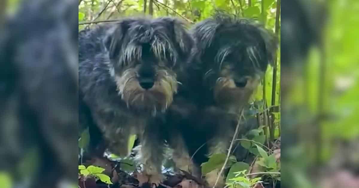 Scared Bonded Dogs Rescued After Weeks Alone in the Woods