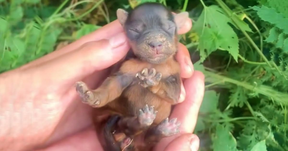 Couple Paused Their Walk To Comb Through Bushes For Crying Critter