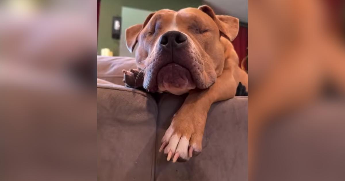 Blind Rescue Dog Doesn’t Need Eyes to Know Who Loves Her