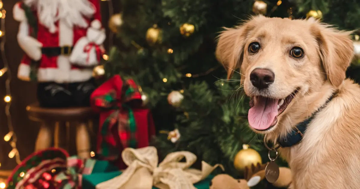 10 Best Dog Christmas Decorations To Make Your Home Festive