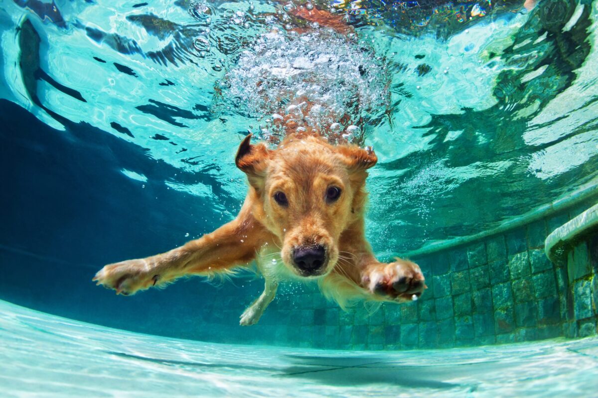 20 Dog Breeds That Love Water (+ 15 That Hate Getting Wet)