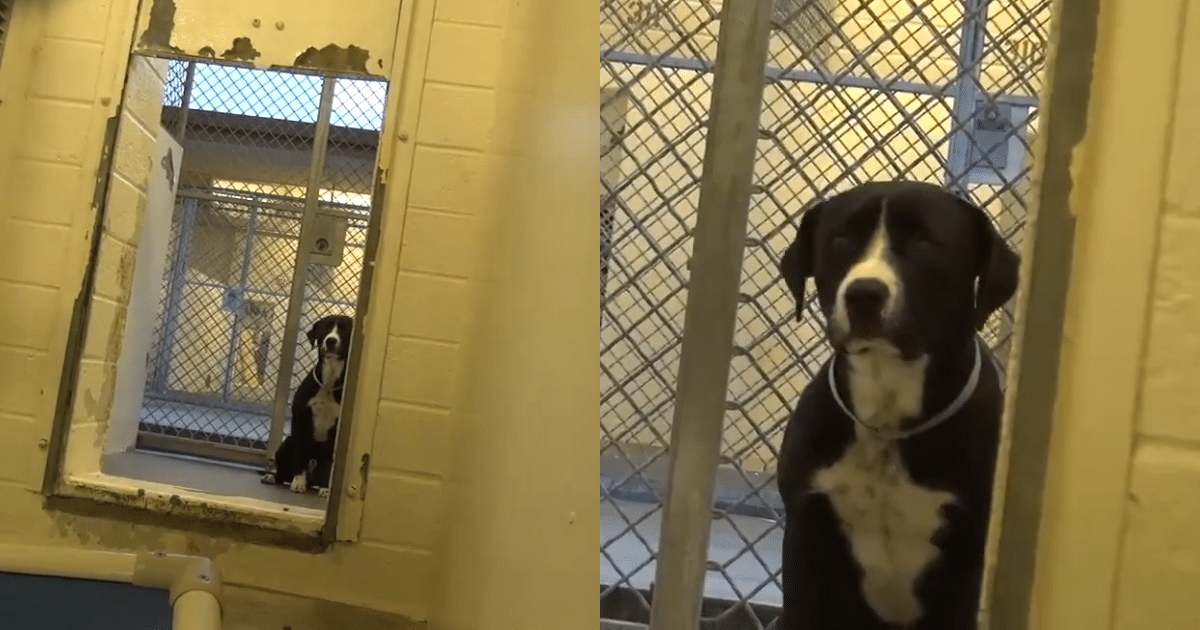 Shelter Dog’s Confusion Turns to Joy as He Realizes He’s Getting Adopted