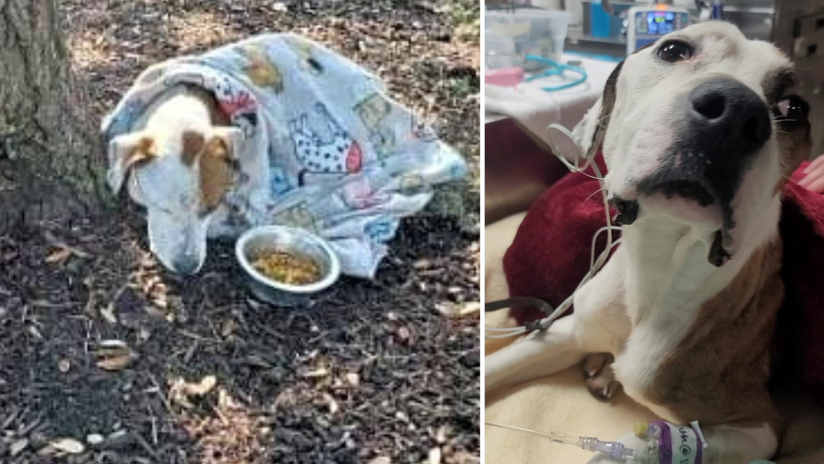 Lucky Was Found Unconscious & Clinging To Life Under A Tree