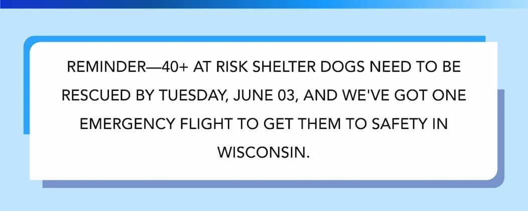 REMINDER—40+ AT RISK SHELTER DOGS NEED TO BE RESCUED BY TUESDAY, JUNE 03, AND WE'VE GOT ONE EMERGENCY FLIGHT TO GET THEM TO SAFETY IN WISCONSIN.