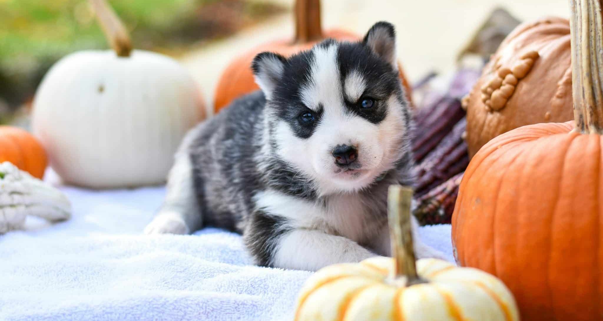 These Thanksgiving Dog Goodies Are the Ultimate Feast of Fun