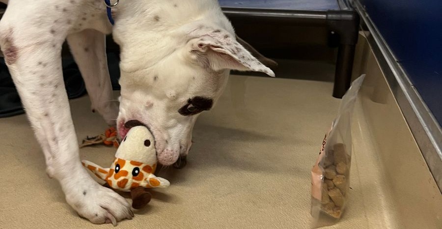 iHeartDogs Customers Send Care Packages and Love to Shelter Dogs this Christmas