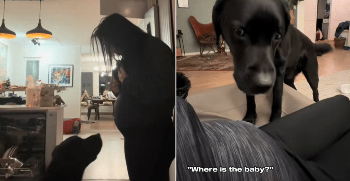 Labrador’s Gentle Nose Boop Captures Magical Bond