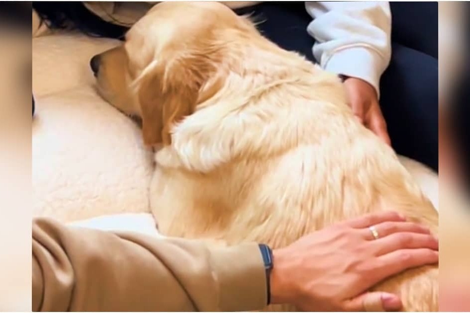 Dog Who Wouldn’t Move For 2-Weeks Blossoms Into Vibrant Pup