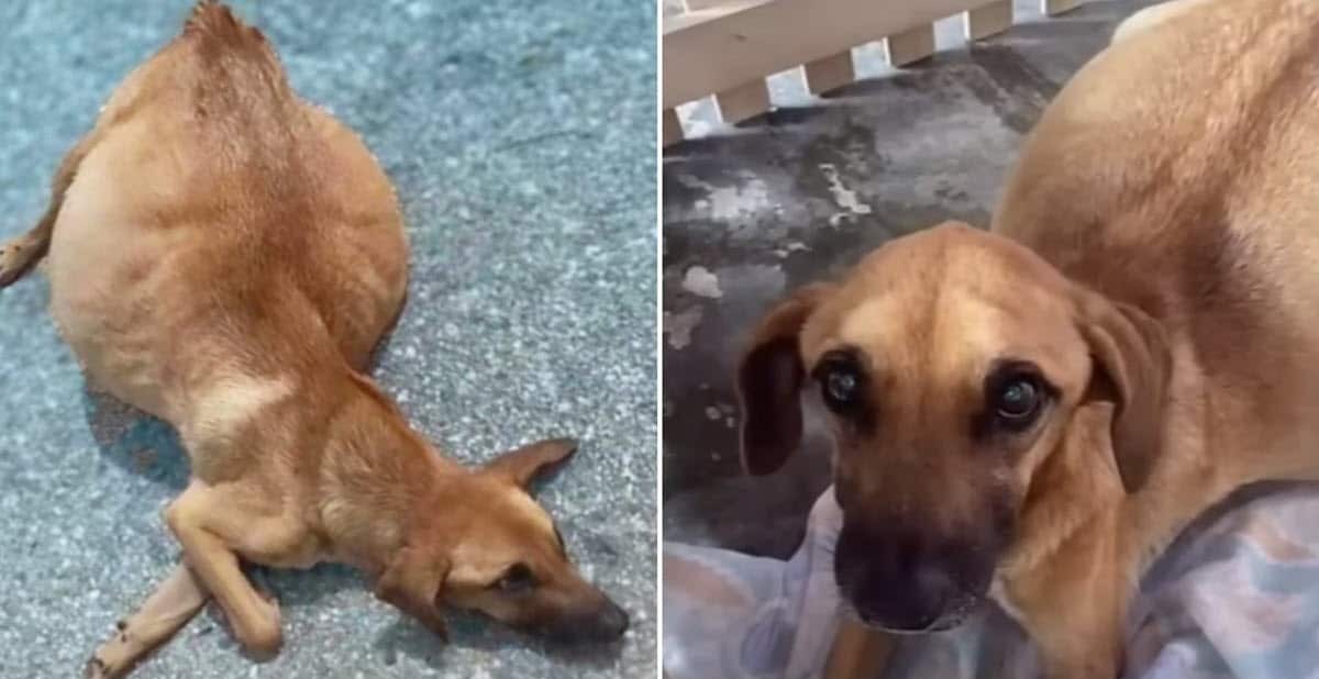 Dog With Swollen Belly Thrown from Truck Finds Hope and Healing with New Family