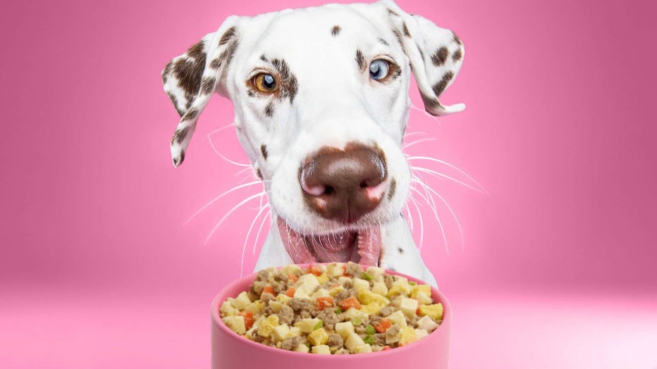 Don't Miss Out: Fresh, Healthy Dog Food at an Unbeatable 50% Discount!