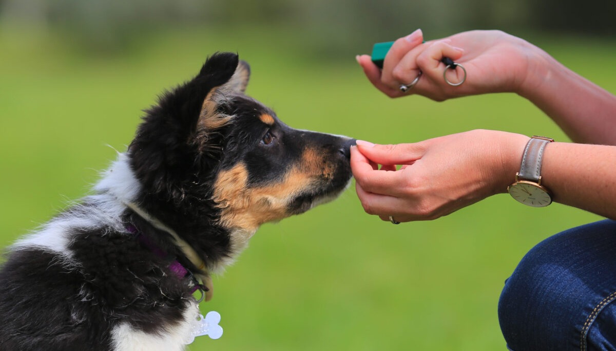 SpiritDog Training Review: Does It Really Work?