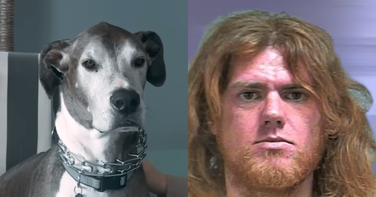 Elderly Woman Screams, and Her Giant Great Dane Takes Action in Home Invasion