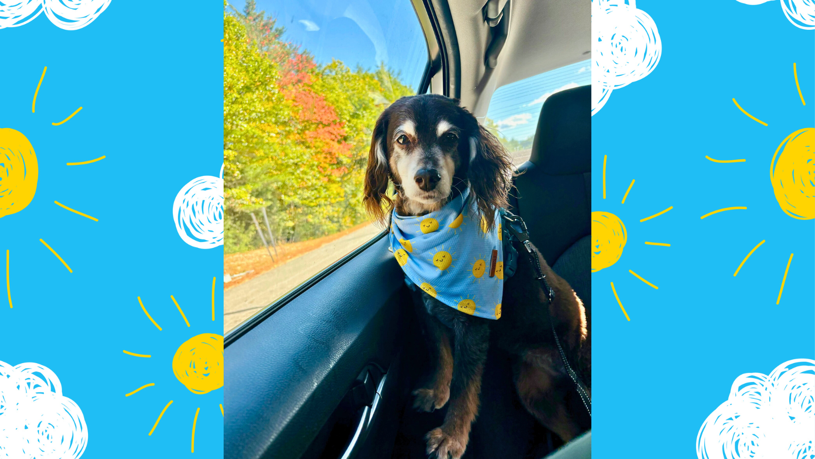 Hot Day? No Sweat—This Bandana Keeps Your Dog Cool on the Go