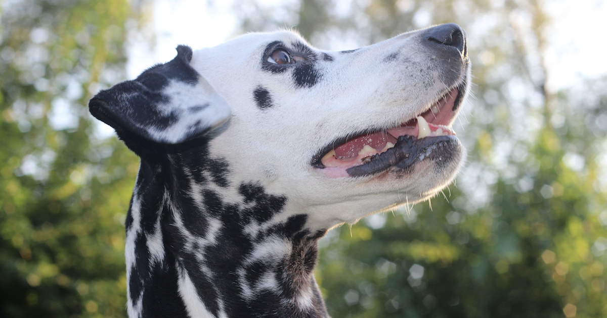 Licorice Root For Dogs: Discover Its Wide Range Of Health Benefits!