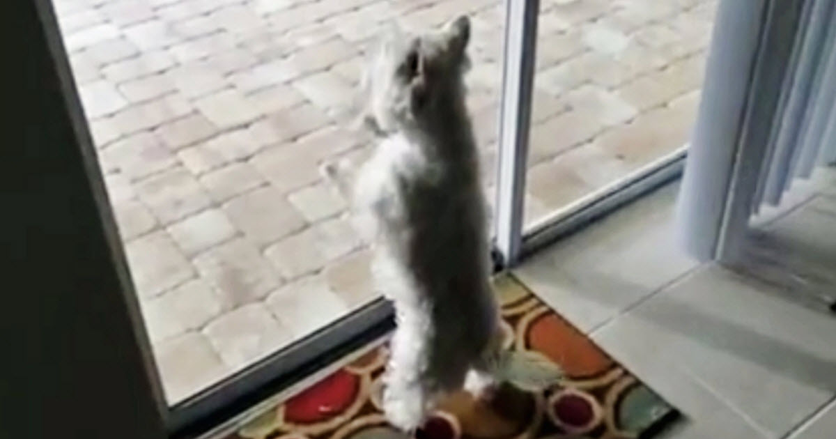 Dog Gets A New Home And Freaked Out When She Saw What’s In Her Backyard
