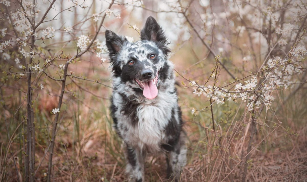 15 Amazing Dog Breeds That Deserve Way More Attention Than They Get