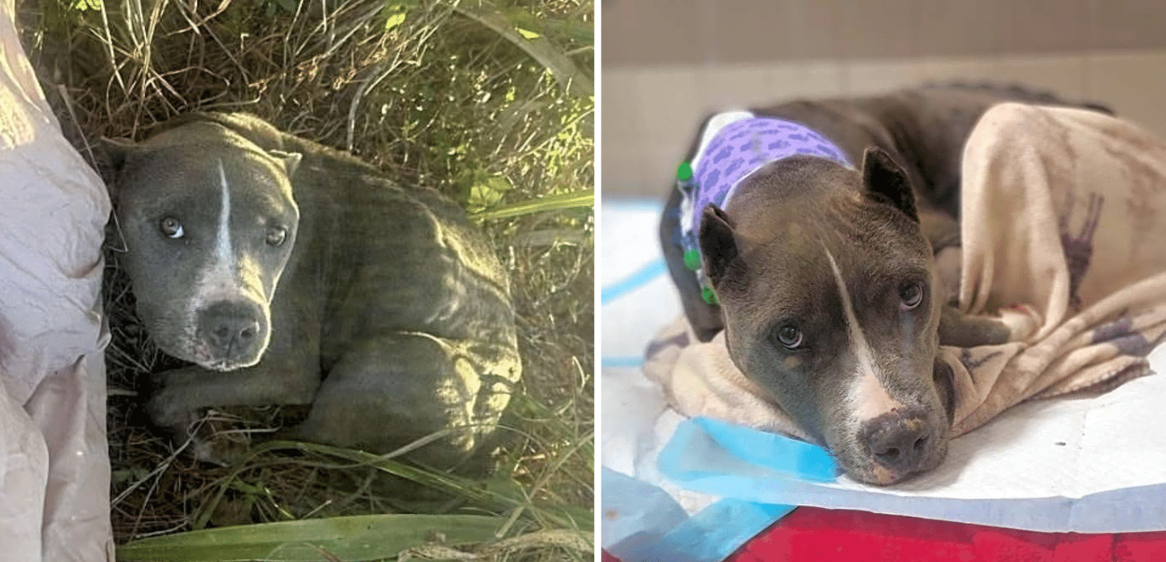 Rescued From The Streets, Rosalie Needs Life-Saving Surgery