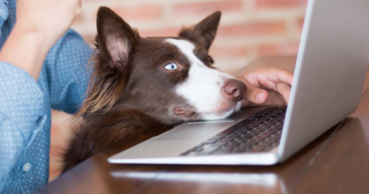 Virtual Vet Appointments: The What, Why, And How