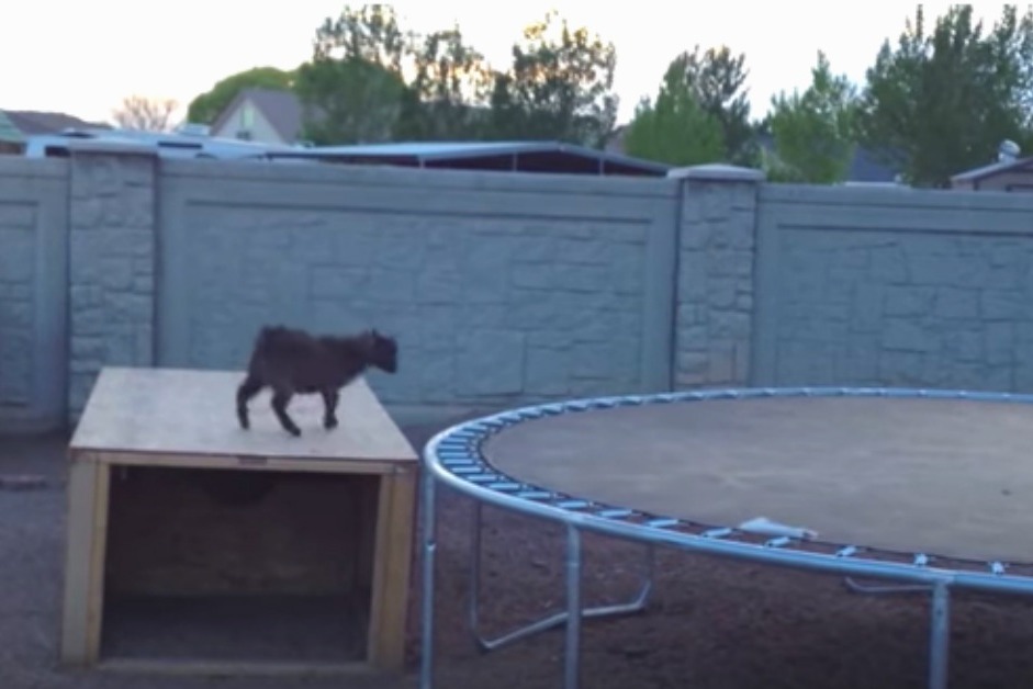 Mischievous Baby Goat Finds Trampoline, And Had The ‘Time Of His Life’