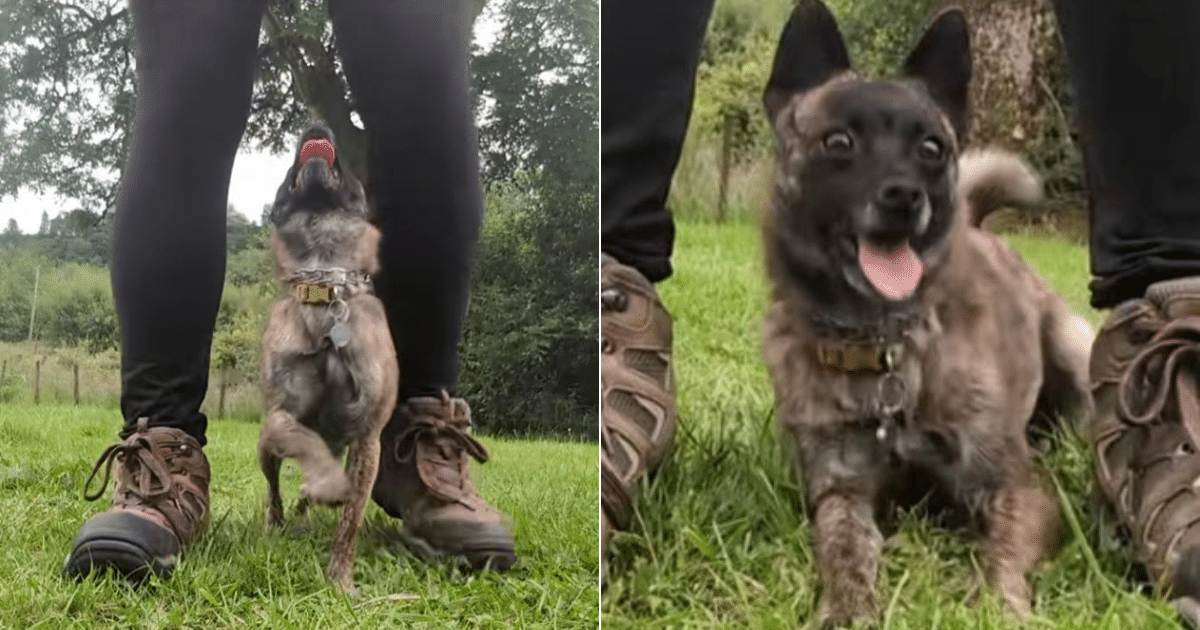 Chihuahua-Dutch Shepherd Mix Is Captivating Viewers With Every Step