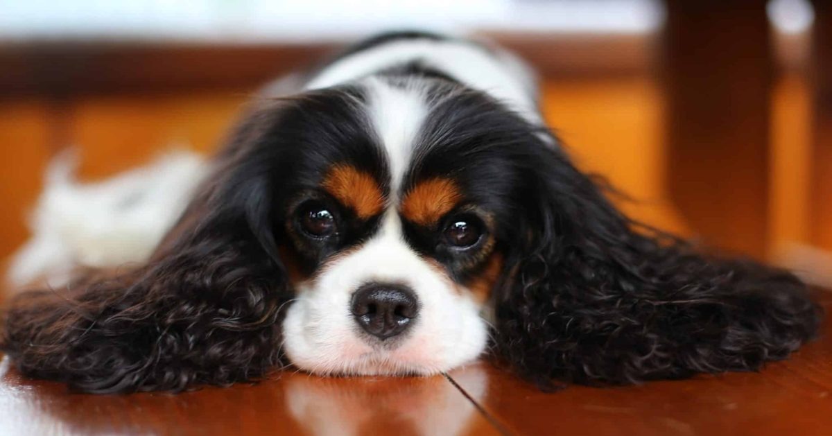 12 Dog Breeds That Love Their Humans More Than Life Itself