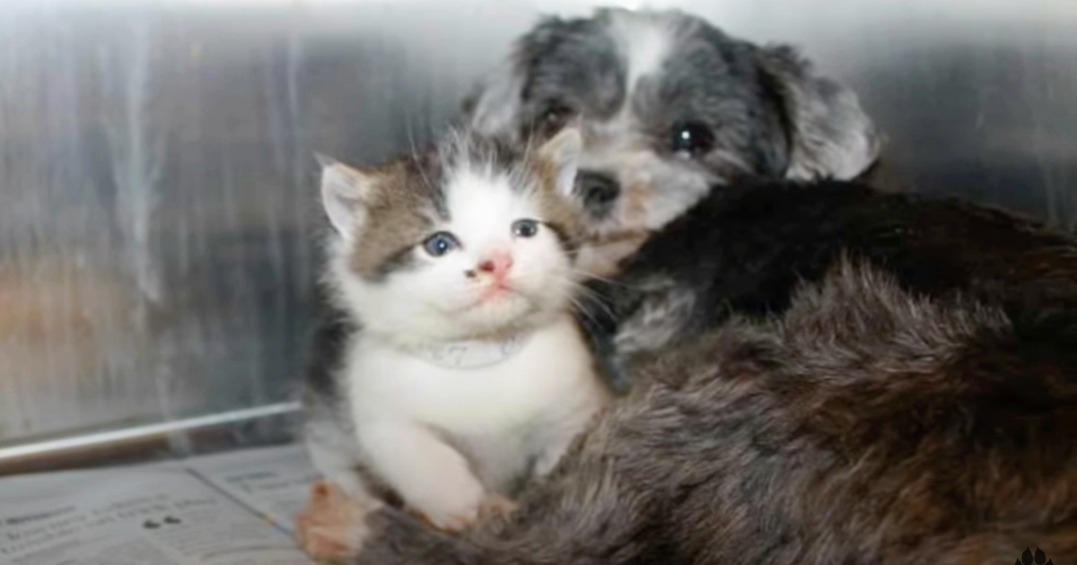 Stray Dog Climbs Down Ravine To Save ‘Crying’ Kitten That Needed A Mom