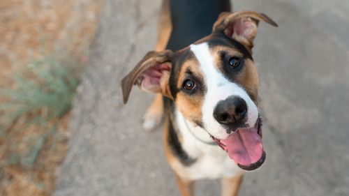 Is Your Dog Getting Enough Omega-3 In Their Diet? Transform Your Dog's Life with WagWell Omega