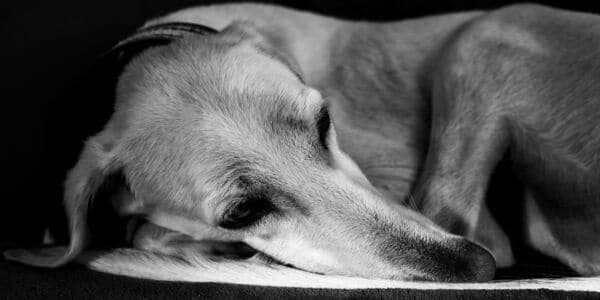 Starved Until They Collapsed — And Still No Lifetime Ban