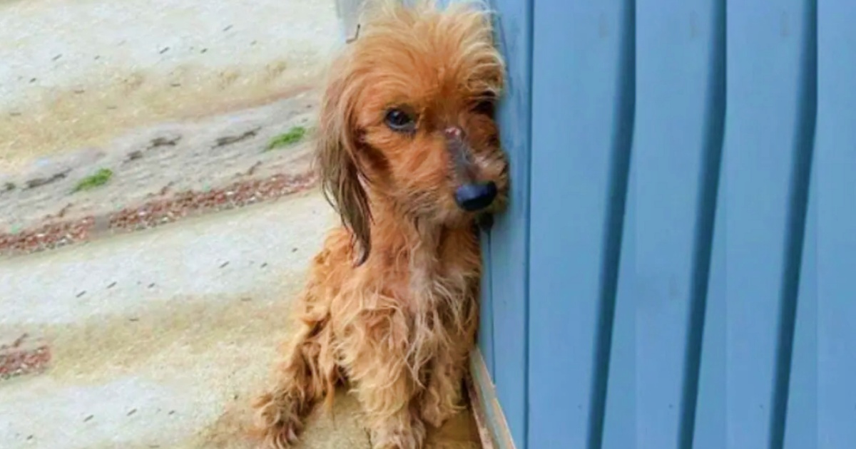 Puppy Slumped Against A Metal Door After Kids Used Her As A Toy