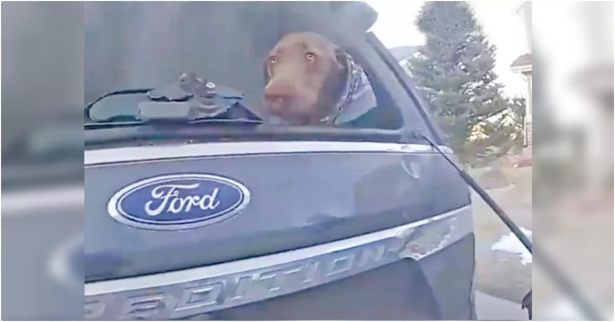 Man’s Vehicle Was Engulfed In Black Smoke, And He Couldn’t Coax Dog Out