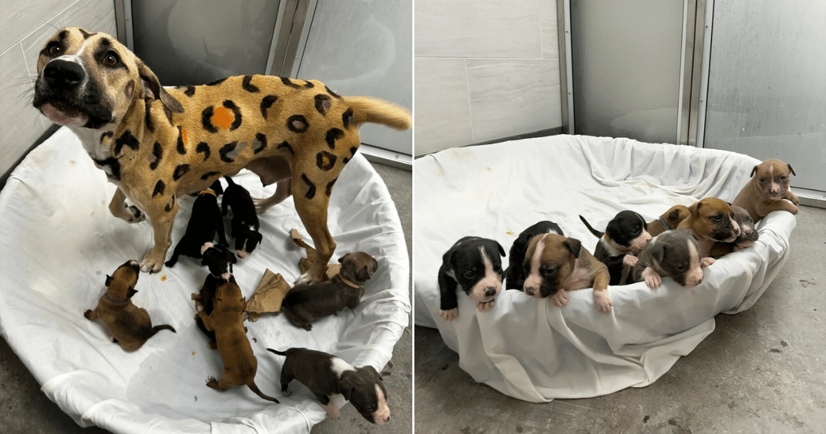 Rescuers Shocked After Discovering Neglected Dog Covered in Leopard Spots