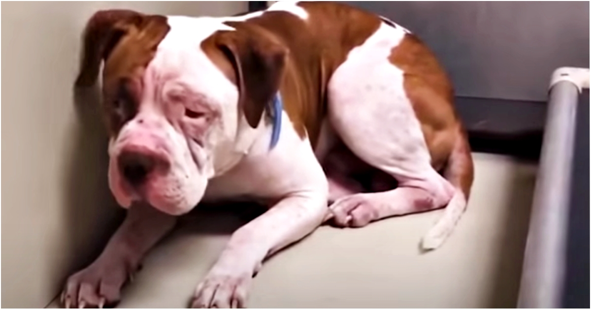 Shaking Pit Bull Wouldn’t Leave Shelter Corner, ‘Heard A Voice’ & Inched Forward