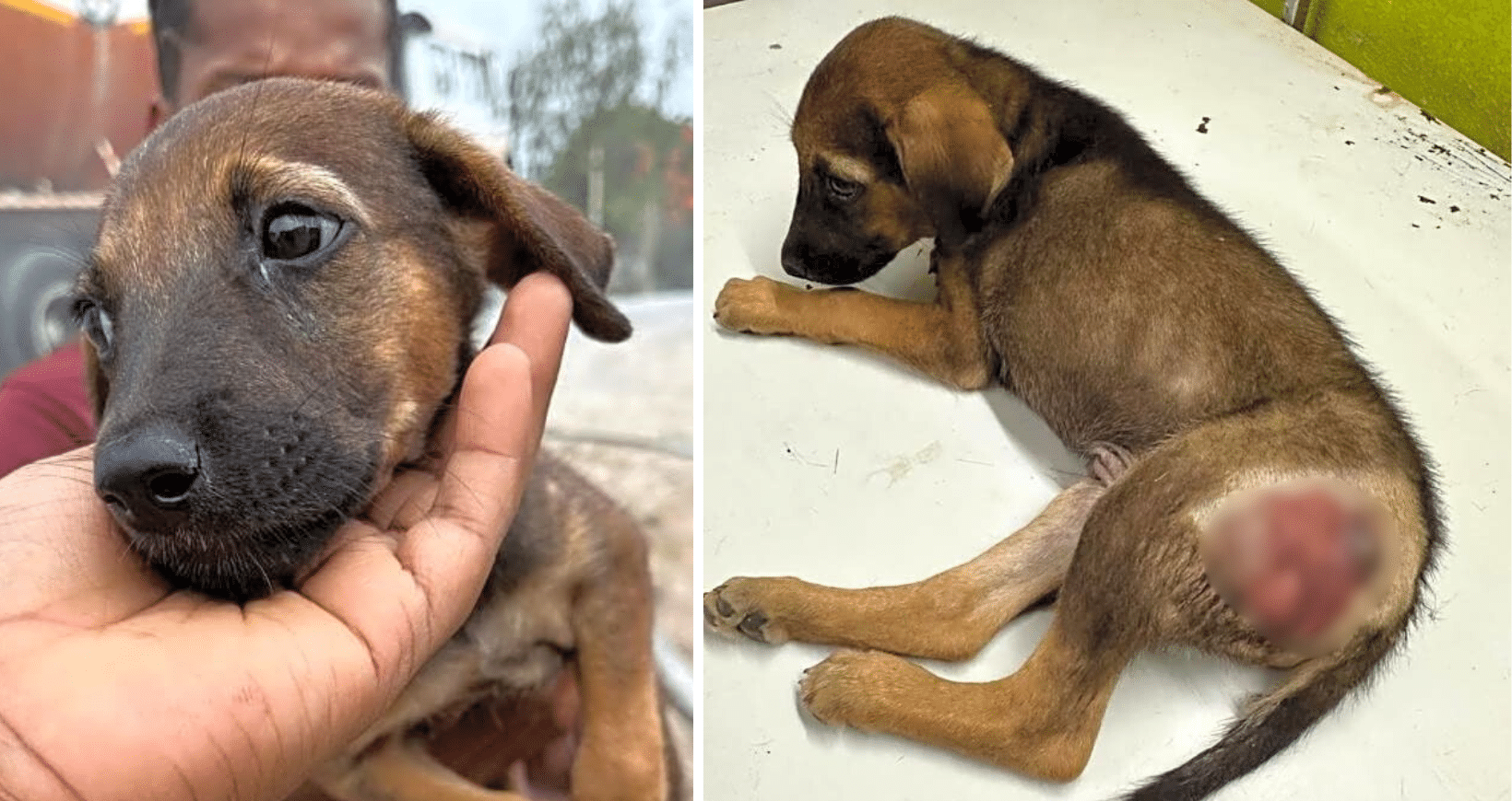 Though He Could Barely Walk, Giri Managed To Wag His Tail At Rescuers