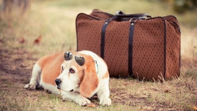 Dog Travel Stress: How To Deal With It Naturally