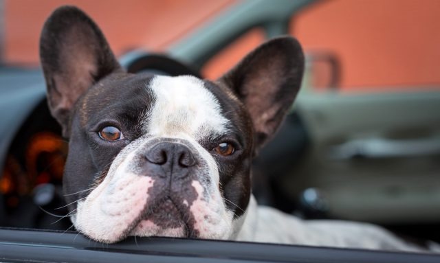 How Easy Traveling with Dogs Can Be with the Right Seat Covers