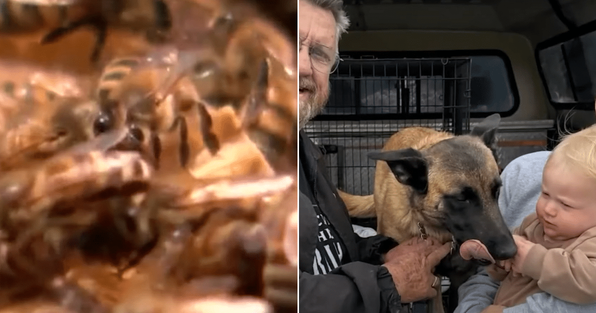 Man Stung 500 Times While Trying to Save His Dog From Killer Bees