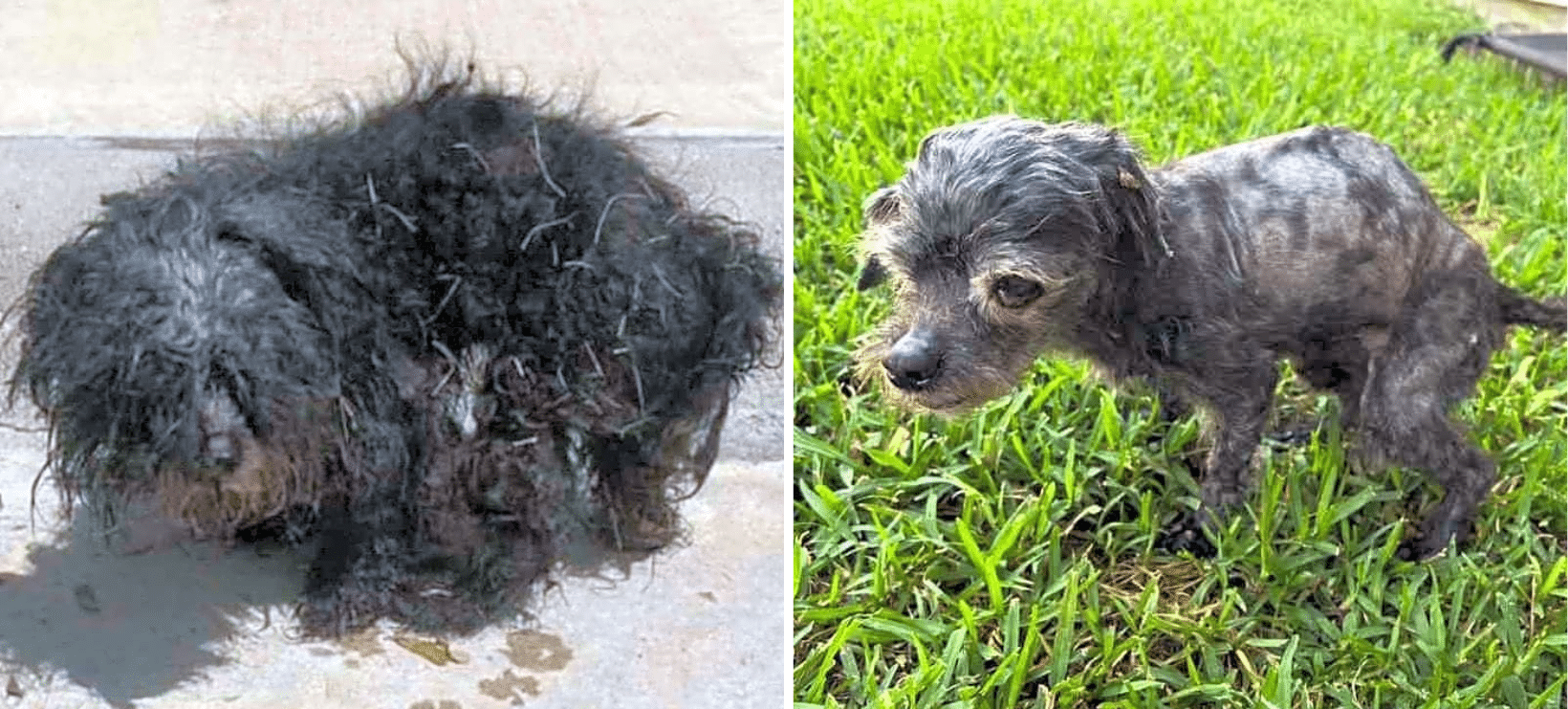15-Yr-Old Esther Was Unrecognizable As A Dog
