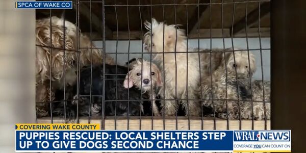 101 Dogs Rescued From Brutal Puppy Mill