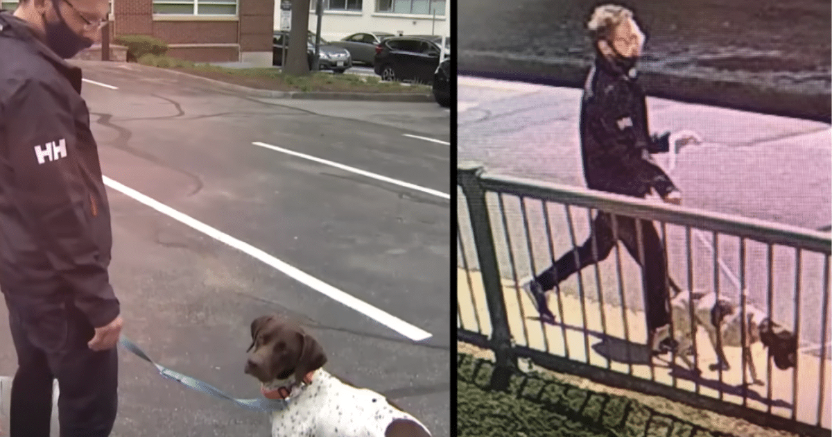 Woman’s Brilliant Move After Spotting Her Stolen Dog Being Walked Down the Street