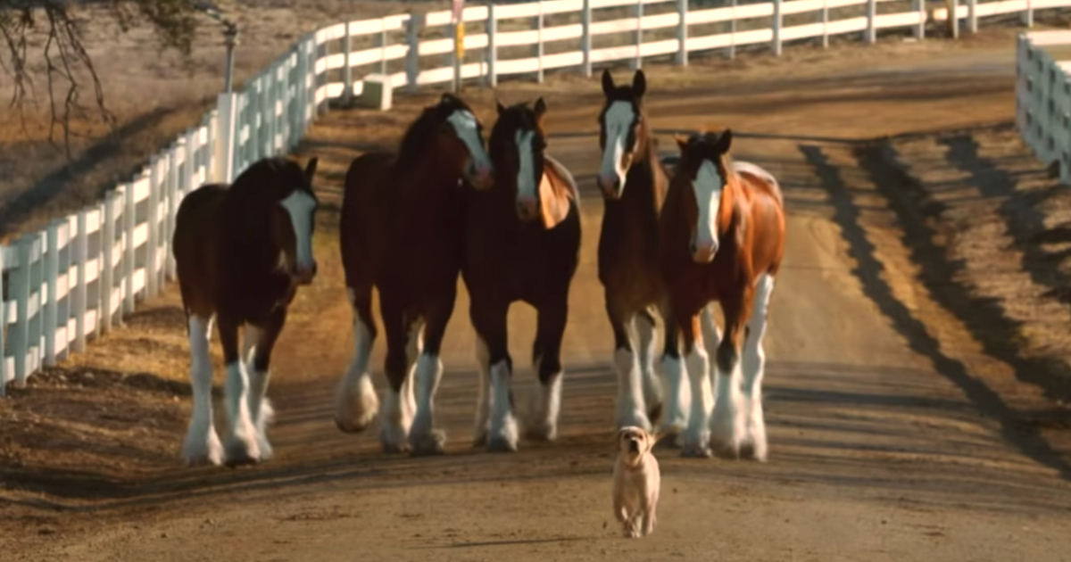 Classic: Budweiser Clydesdales & Puppy Friend Are Back Together In Reunion Commercial