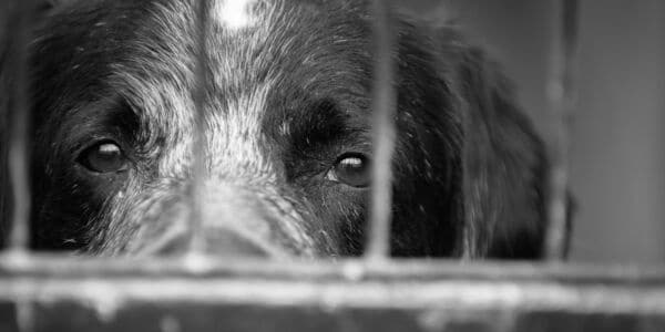 This "Pet Resort" Was Abusing Animals So Badly That a Dog Had to Be Euthanized