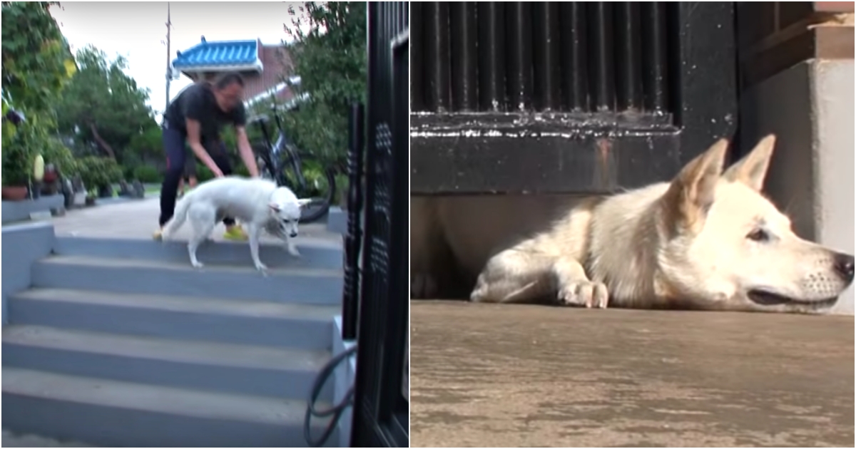 Unloved Dog Crawls Under Their Gate Asking For A Home, But Wife Won’t Give In