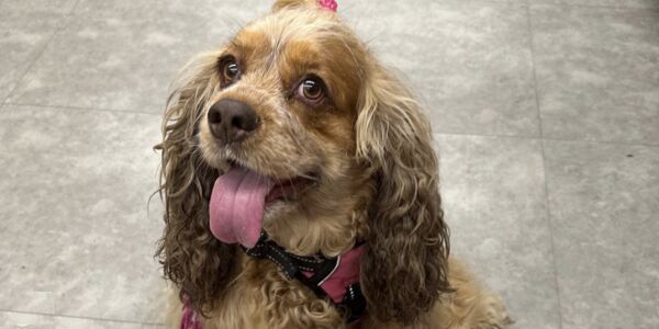She Trusted a Groomer with Her Dog. Reba Never Made It Home.