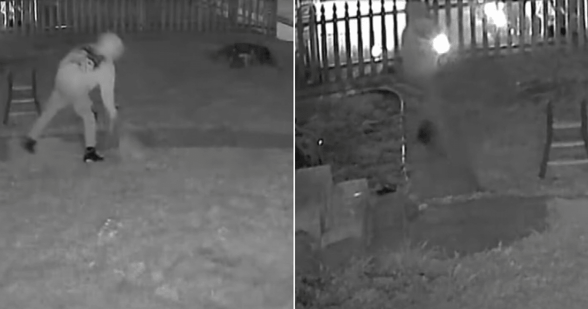 Man Pleads Not Guilty After Viral Video Shows Dog Slammed to the Ground