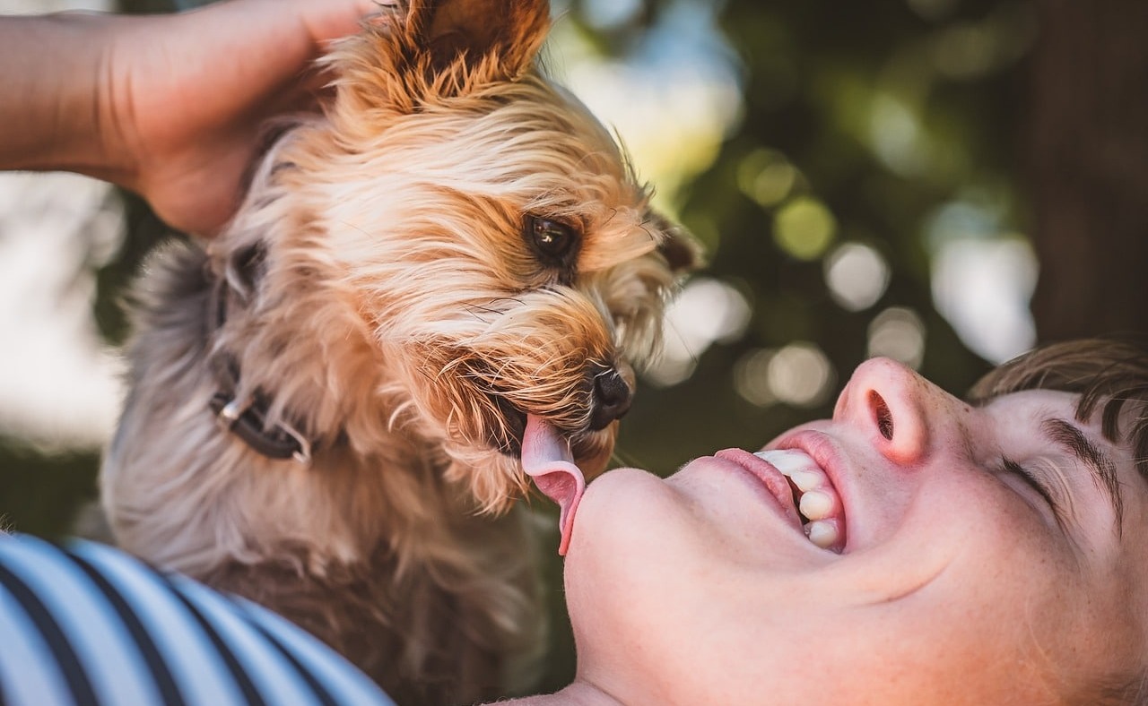 Top 10 Dog Breeds That Form the Strongest Bonds with Their Owners