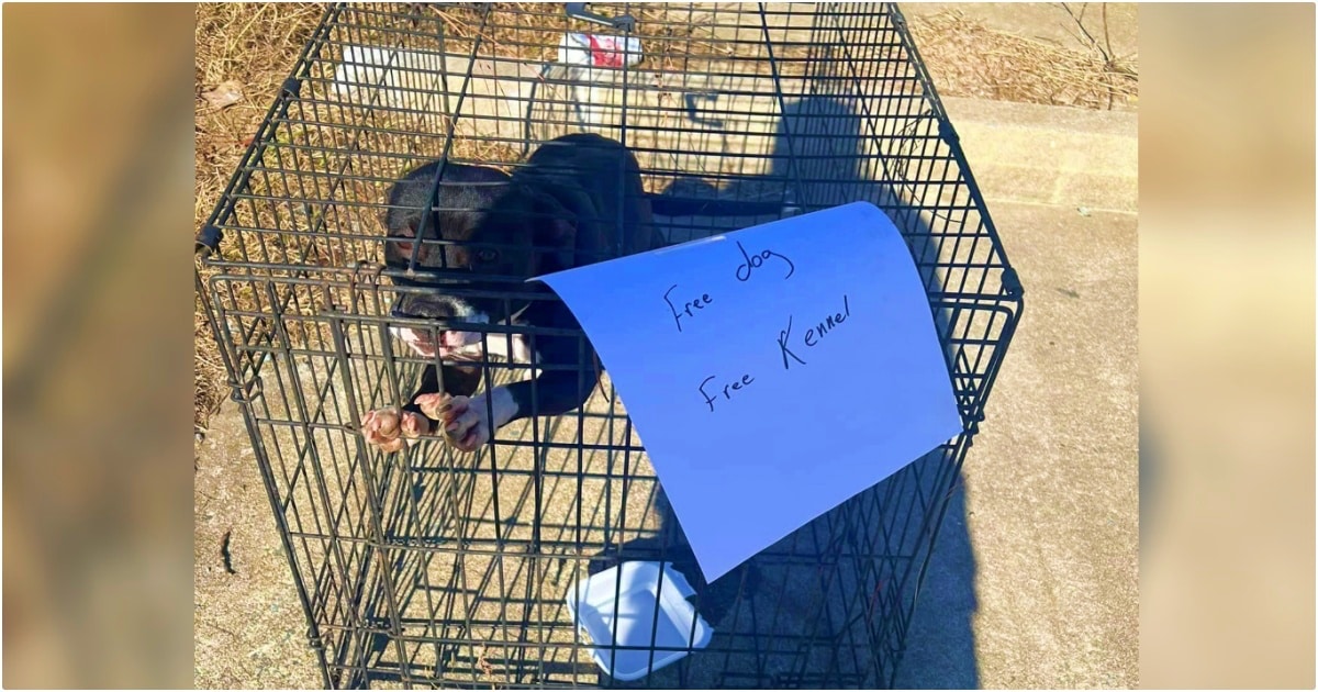 Dog Left Near Highway With ‘Free Dog, Free Kennel’ Sign