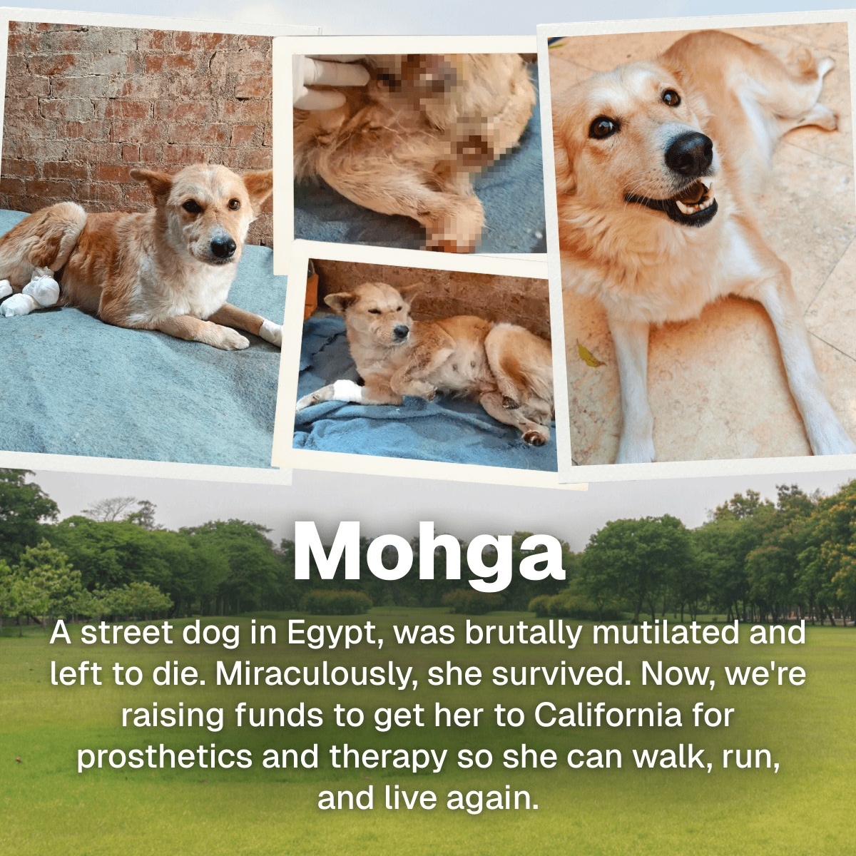 Mohga